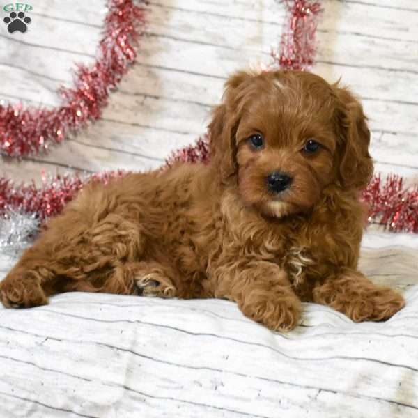 Gloria, Cavapoo Puppy